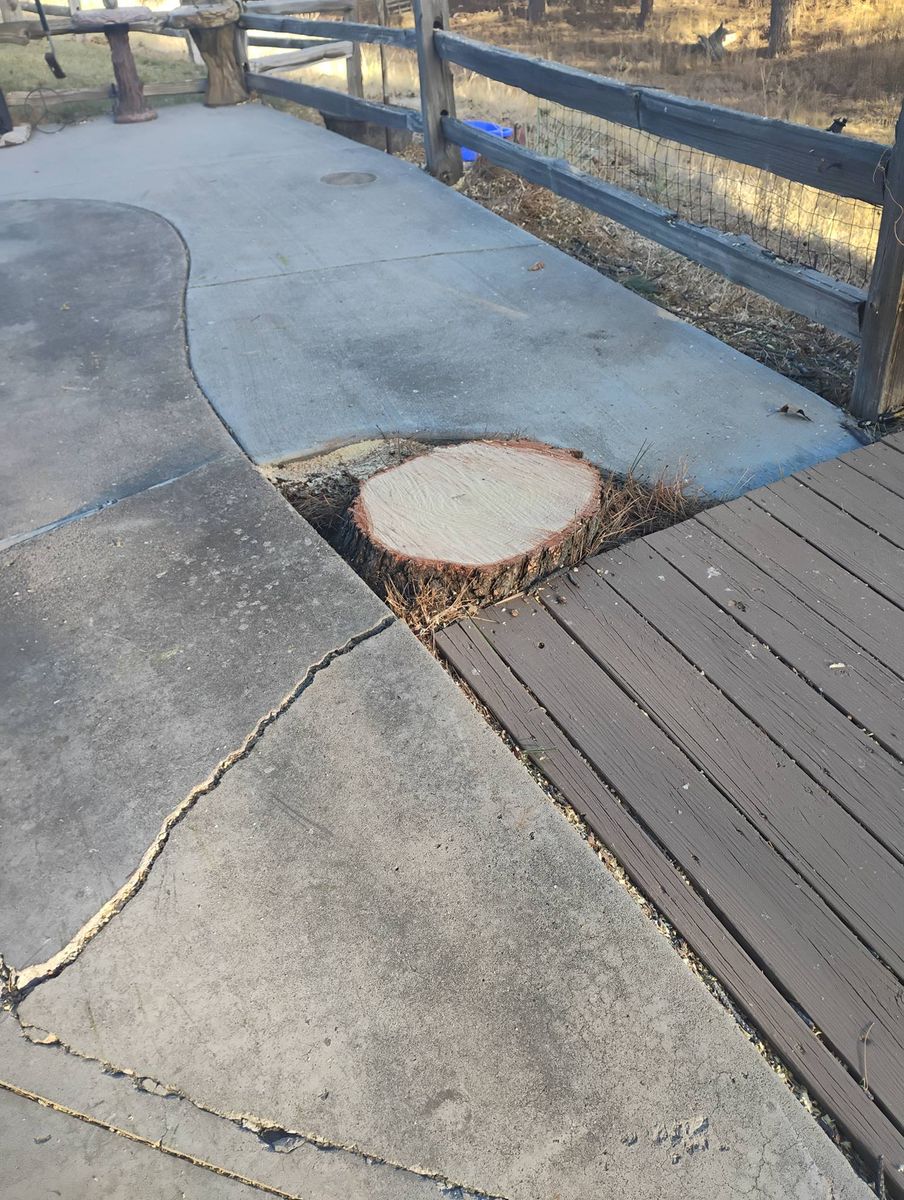 Stump Removal for Sloan Tree Service in Aurora, CO