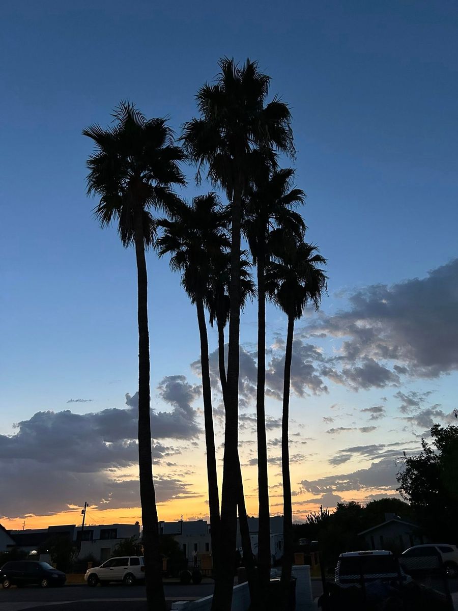 Palm Tree Trimming for Copperhead Solution in Phoenix, Arizona