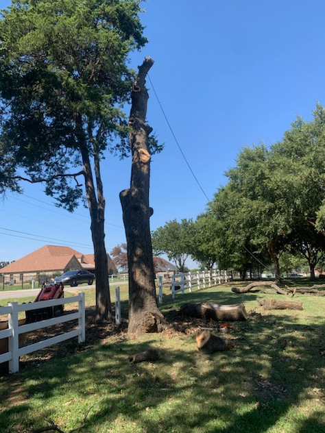 Tree Removal & Trimming for Teague Trees & Landscaping in Rendon, TX