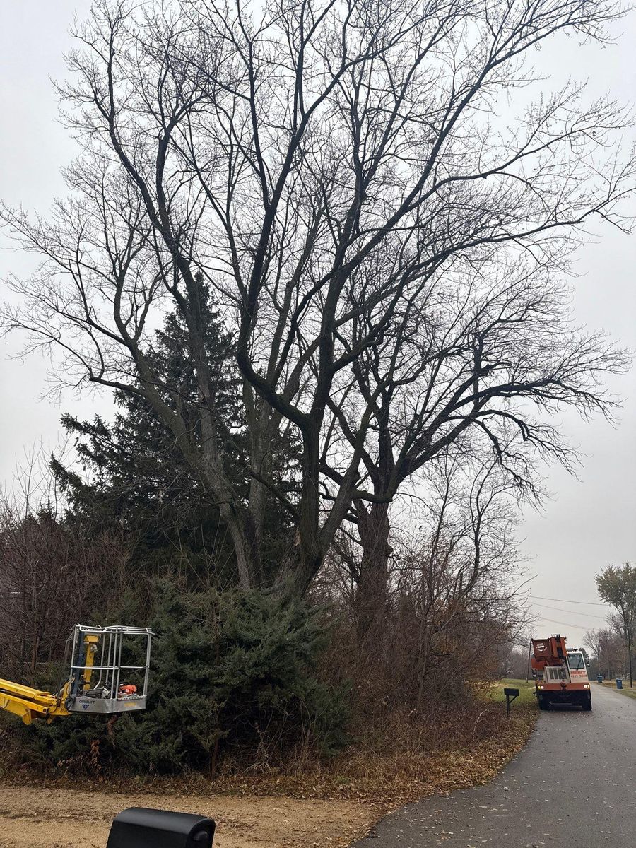 Fall Clean Up for Fransen's Tree Service  in Freeport, IL