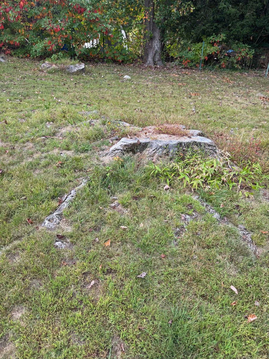 Stump Removal for Jills Stump Grinding and Firewood in Shelton, CT