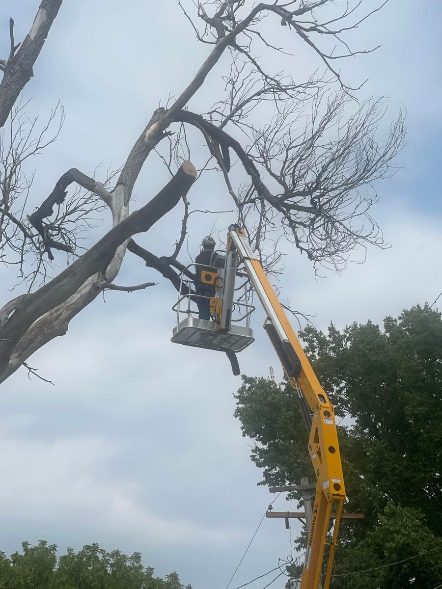 Brush & Tree Removal for M&N Fencing in Crook, CO