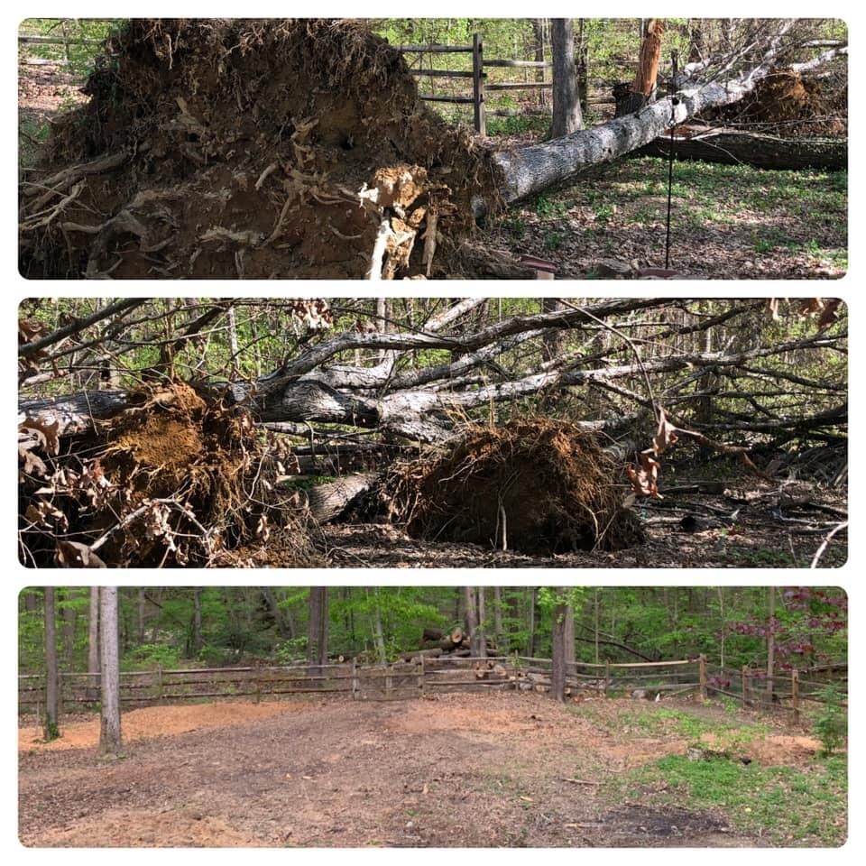 24 Storm damage for Branch Out Tree Care LLC in Fredericksburg, VA