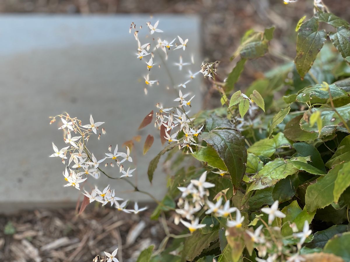 Habitat Restoration / Native Planting for Christina King Landscape Design in Raleigh, NC