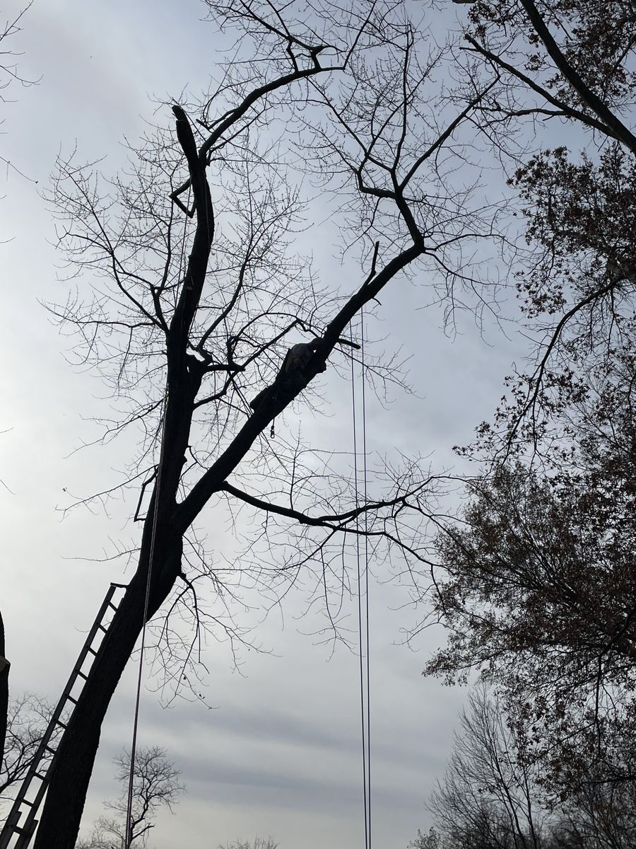 Tree Pruning for Stinger Tree Service in Belleville, IL