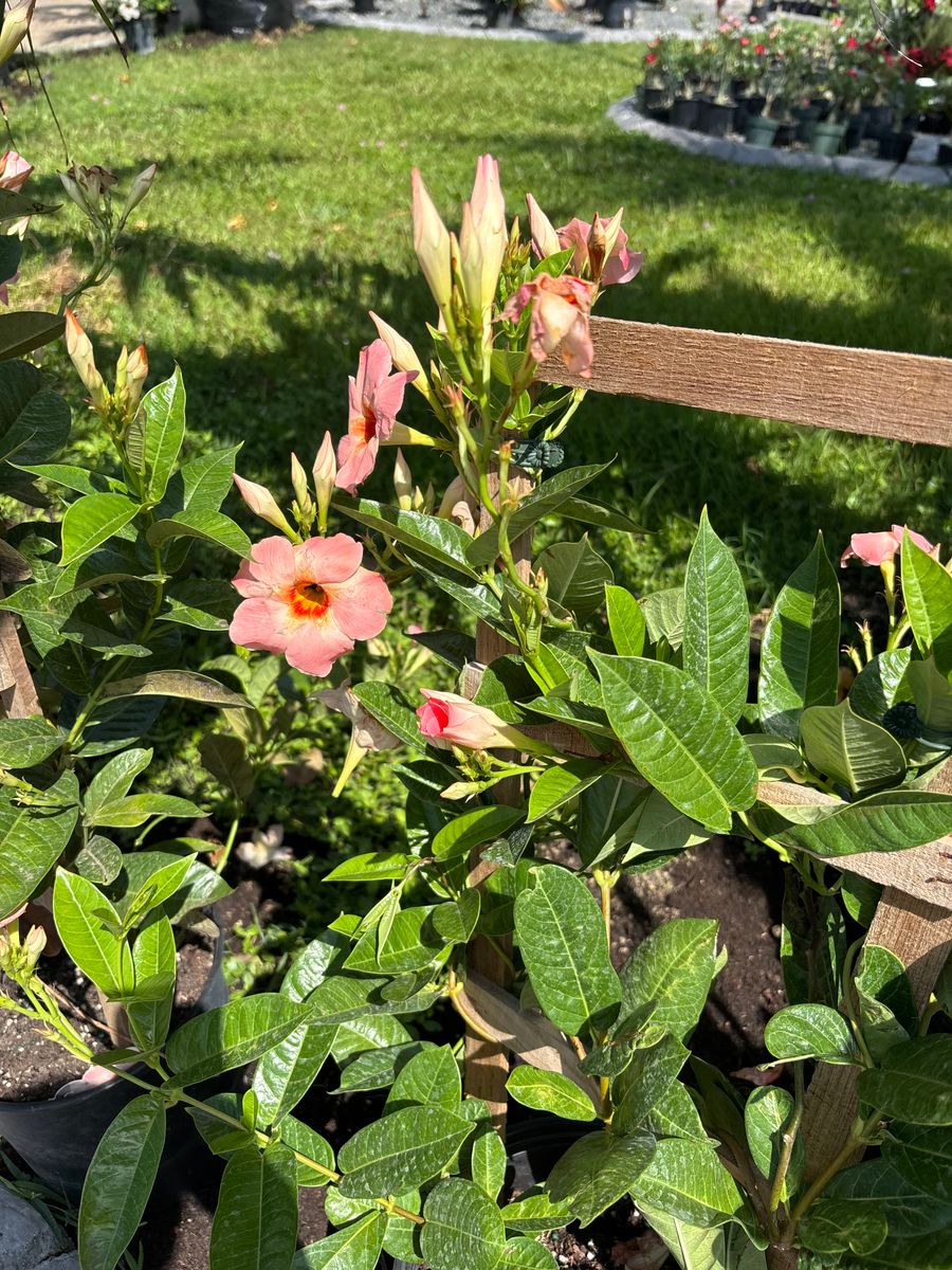 Plant Installation for Lawn Caring Guys in Cape Coral, FL