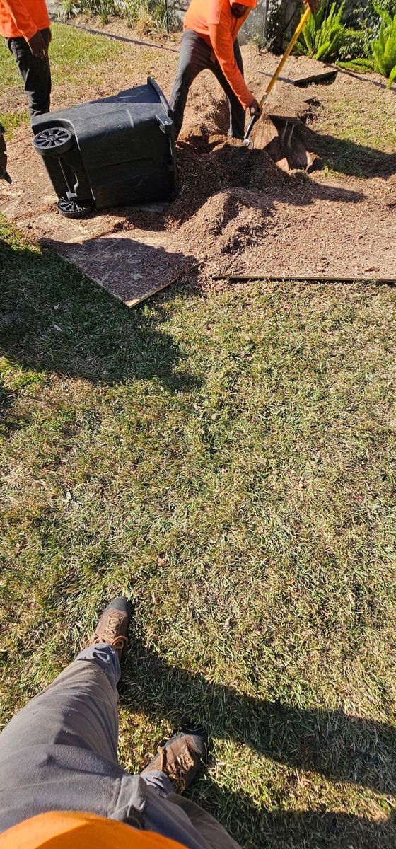 Fall Clean Up for Servin's Tree Care  in Houston, TX