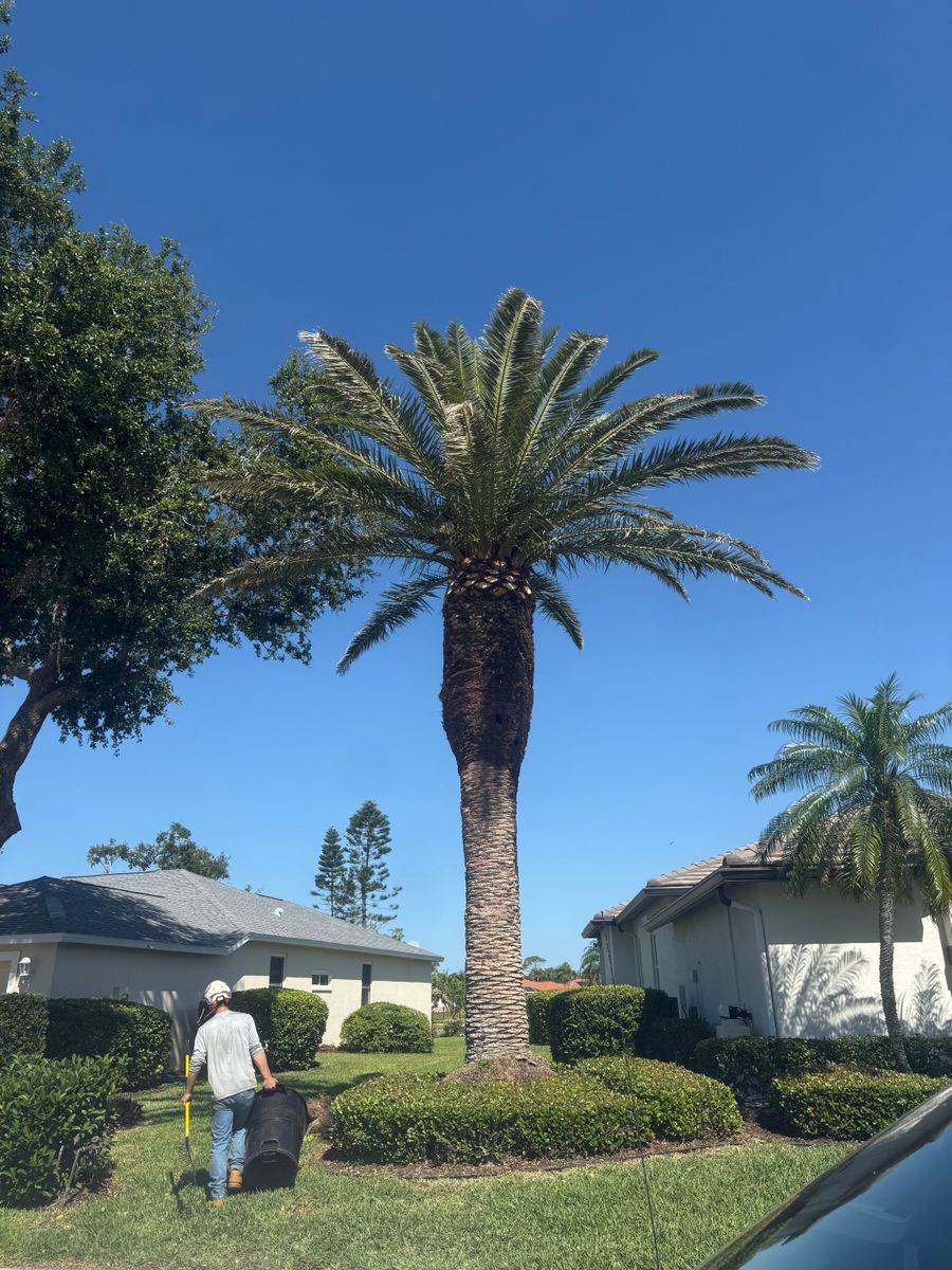 Palm Pruning for Damian’s Tree Care in Sarasota, FL
