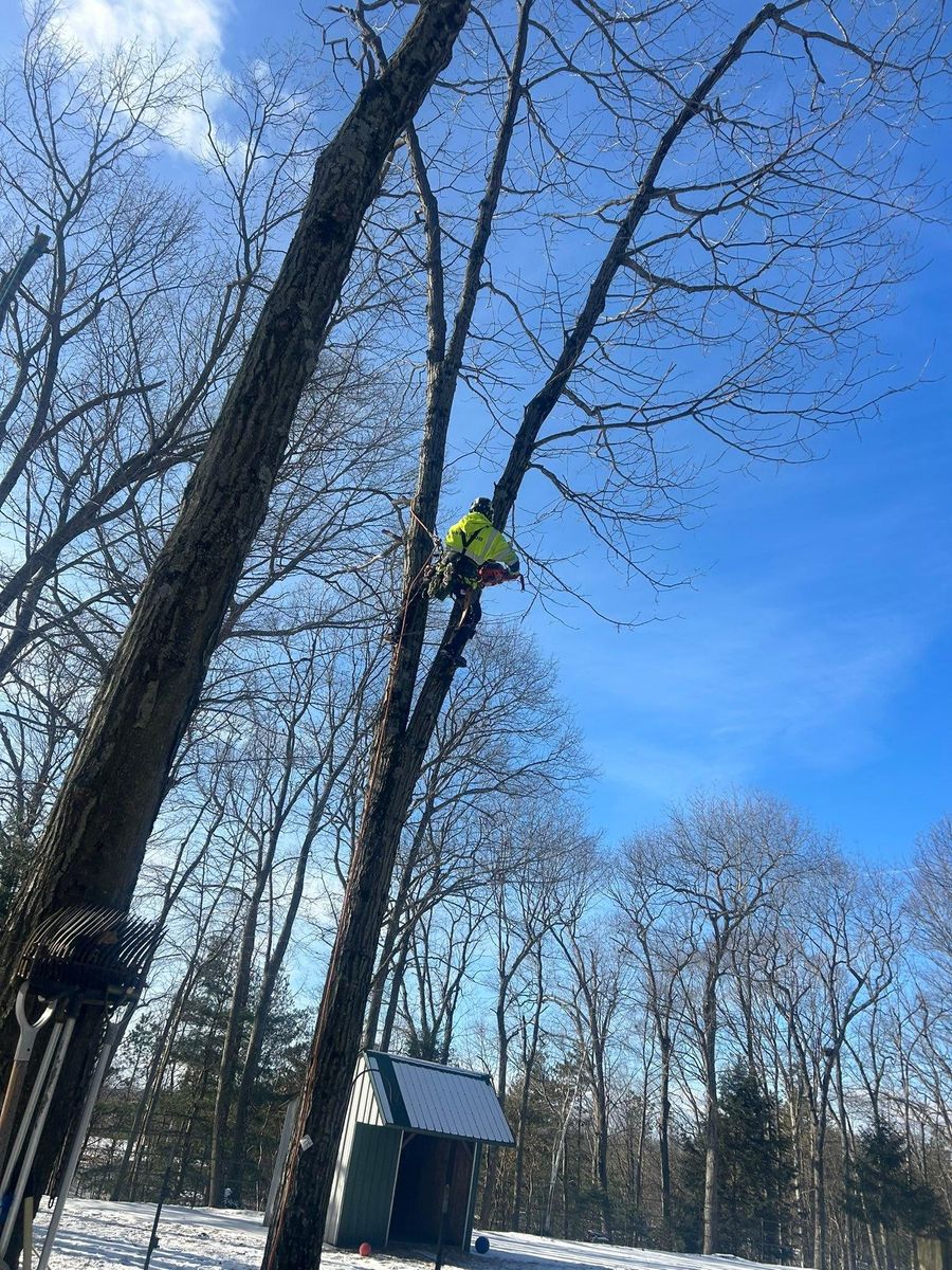Dead Limb Removal for DC TREE in Vernon, CT