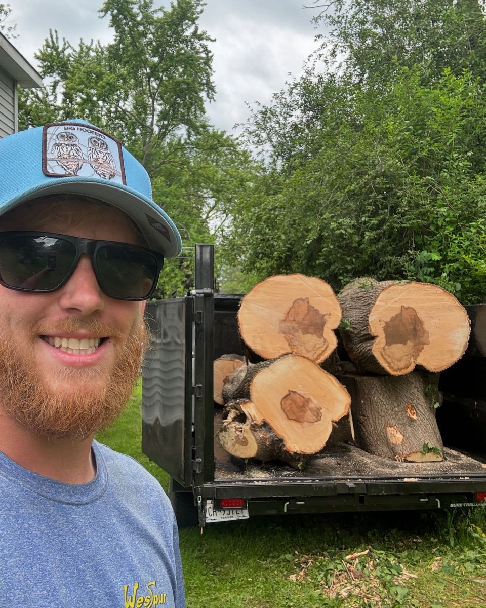 Tree Removal for T's Trees in Albany, NY