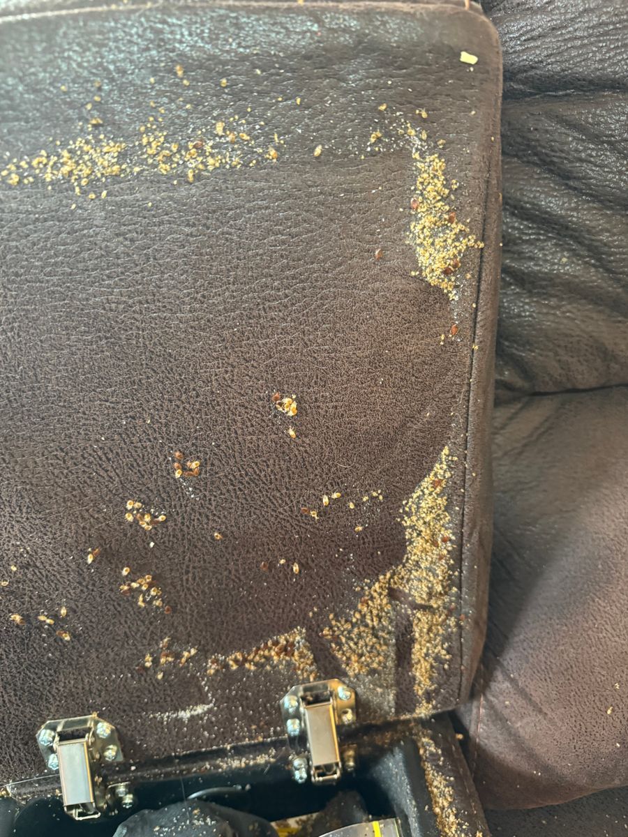 Bed Bugs for All-In Pest Control & Home Solutions in Greene County, IN