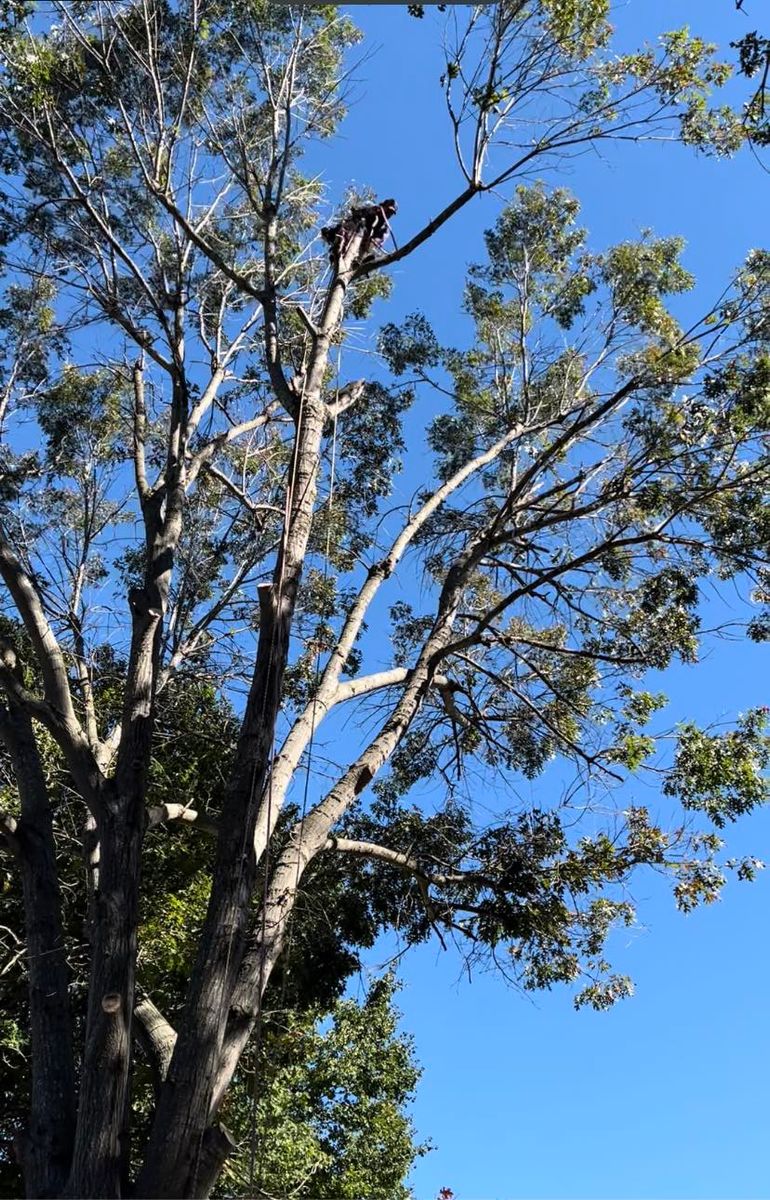 Tree Trimming for El Perico Tree Service and Lawn Care, LLC in Boonville, North Carolina