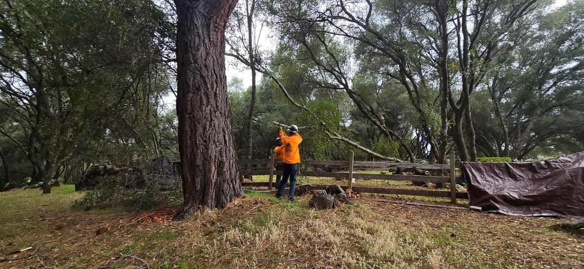 Hazardous Tree Services for George Staddan's Professional Tree Care in Placerville, CA