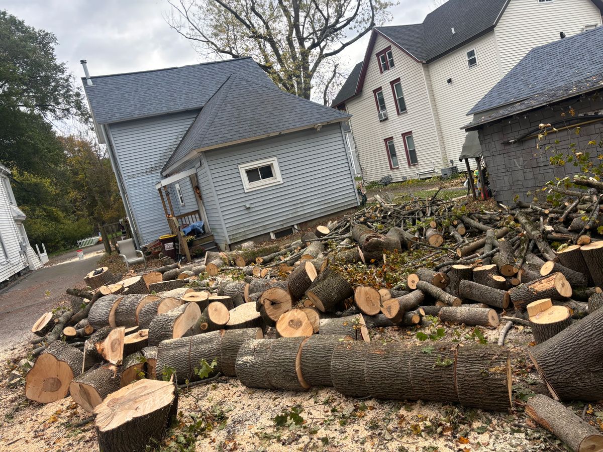 Tree Removal for T's Trees in Albany, NY