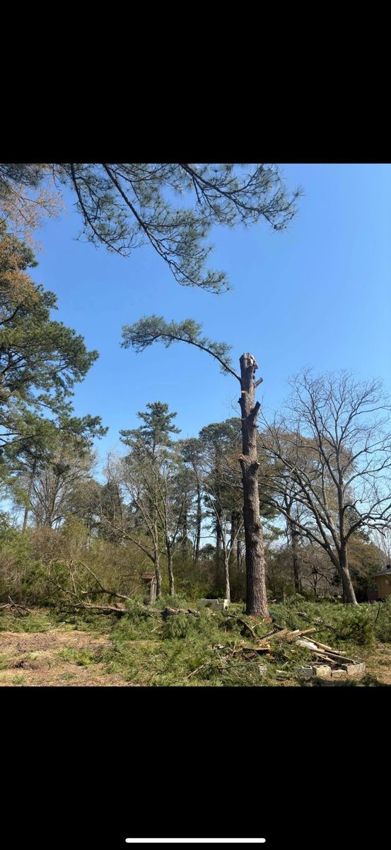 Tree Removal for Tidewater Tree Service in Chesapeake, VA