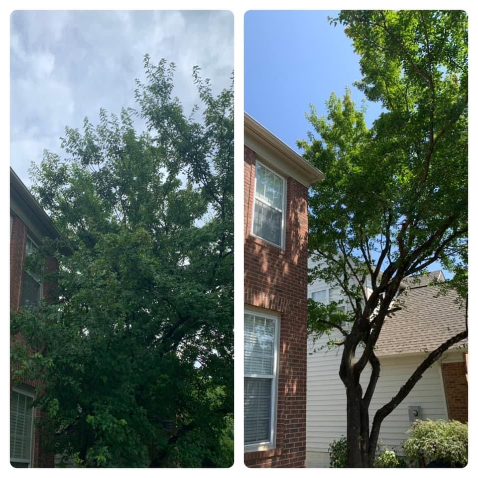 Tree Trimming for Branch Out Tree Care LLC in Fredericksburg, VA