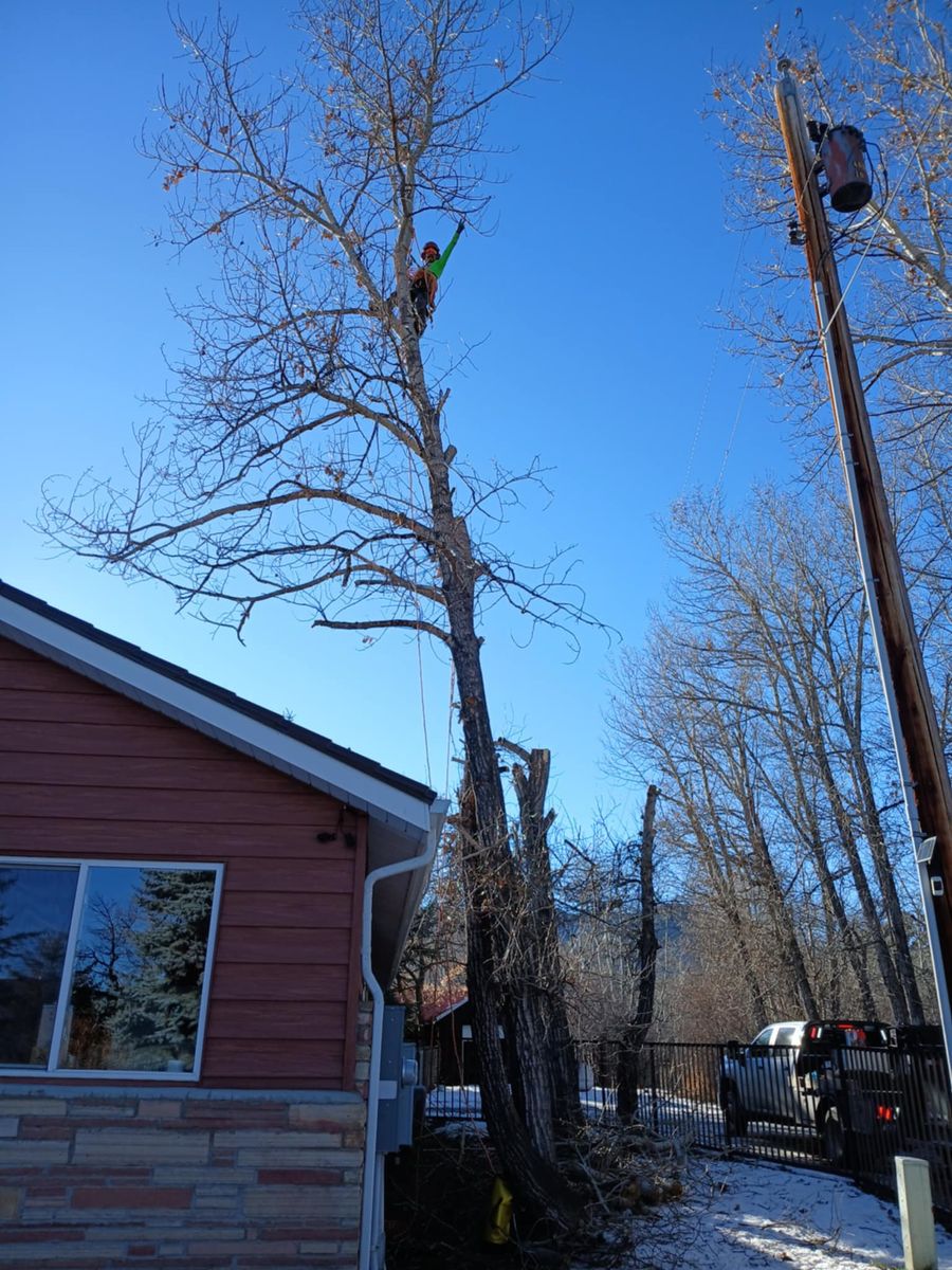 Tree Trimming for Two Fellers Tree Service in Buffalo, WY