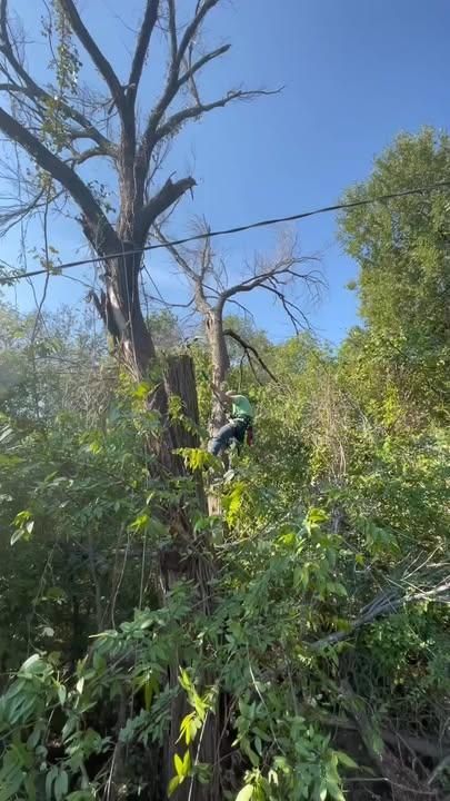 Tree Removal for Marks Tree Service in Fort Worth, TX