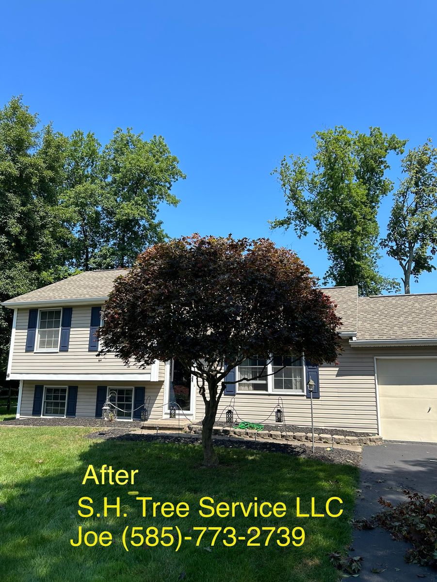 Tree trimming for S.H. Tree Service LLC in Hilton, NY