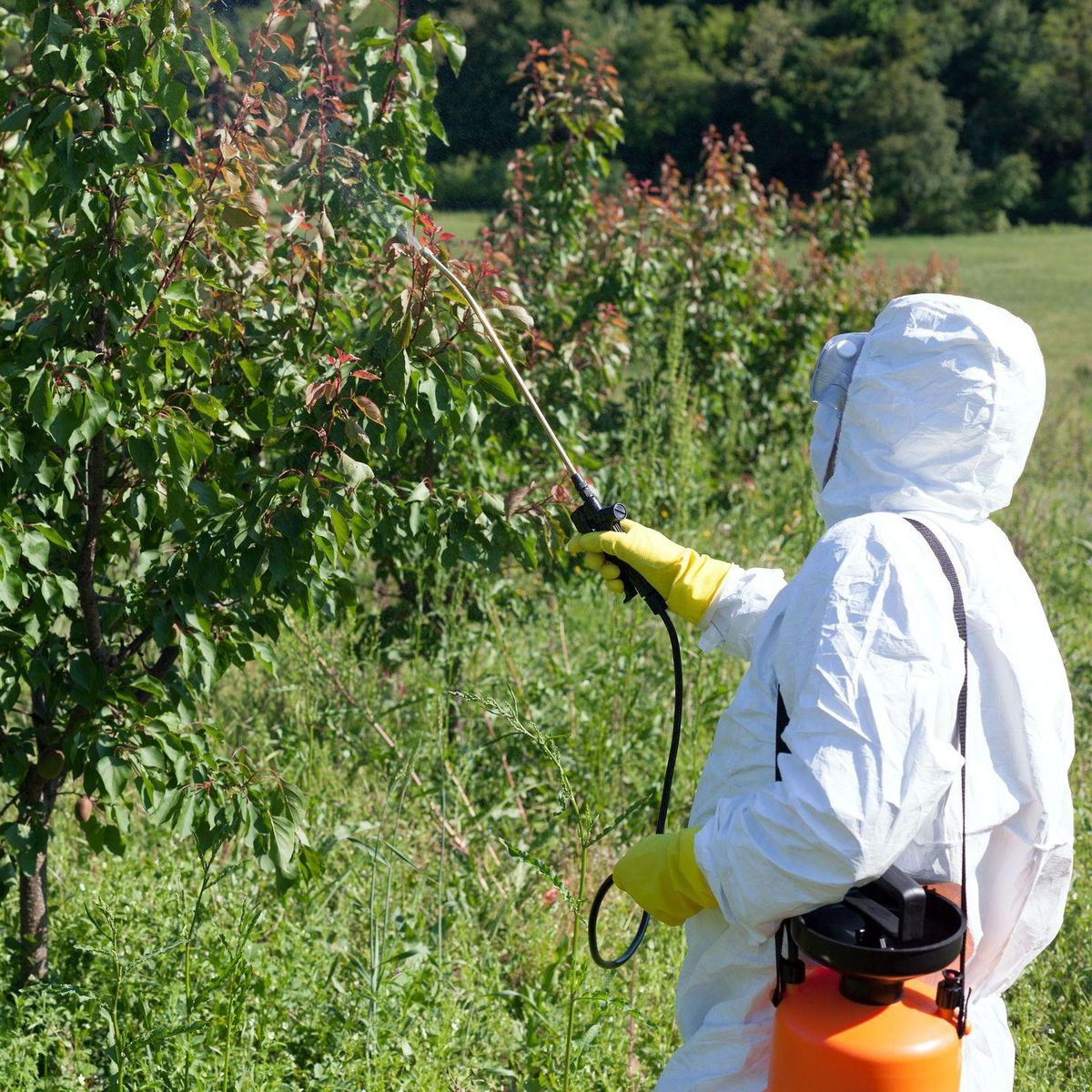 Tree Trimming for Terra Heights Tree Experts & Landscaping  in Grass Valley,  CA