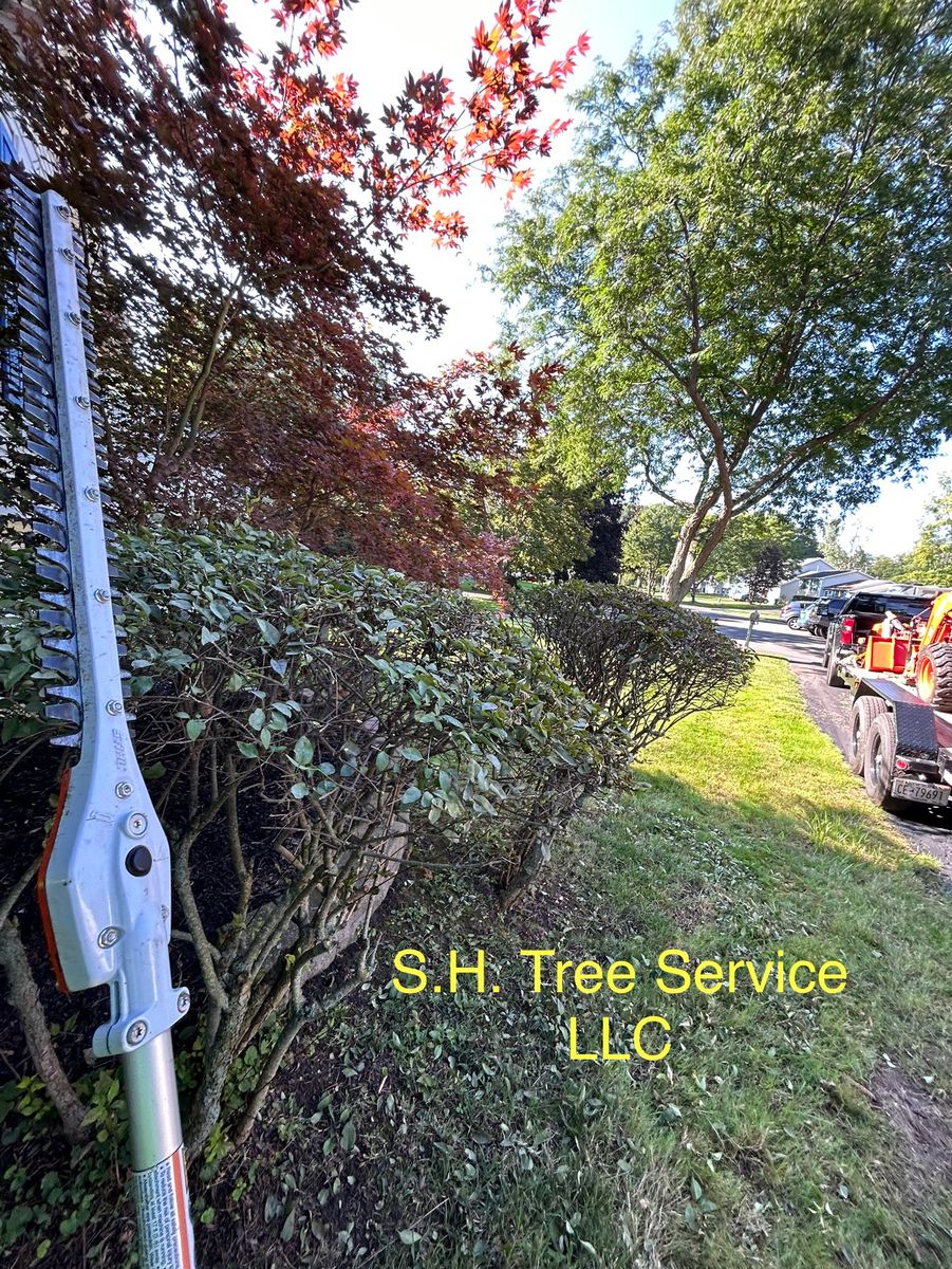 Shrub Trimming for S.H. Tree Service LLC in Hilton, NY