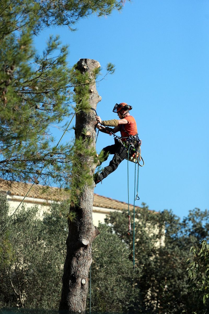 Tree Services for Handy Hands Landscape in Corvallis, OR