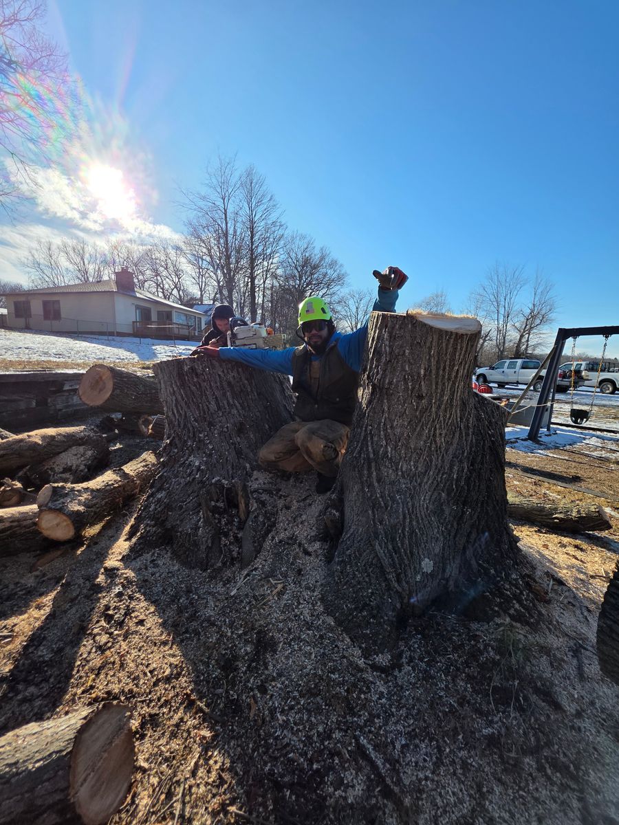 Lot Clearing for D Hale Tree Service in Ann Arbor, MI