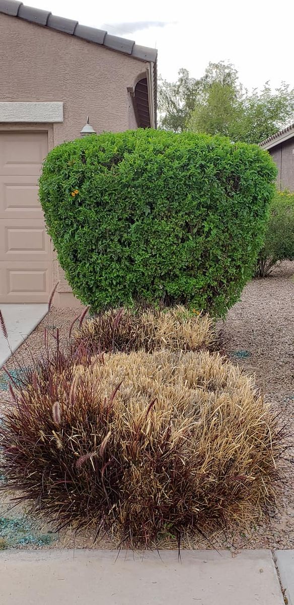 Tree Trimming & Removal for Sunrise Landscape in Maricopa, AZ