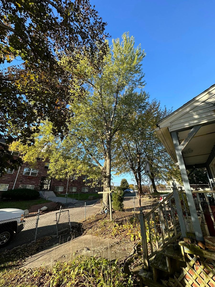 Tree Trimming for Leaf and Limb in Townsend, MA