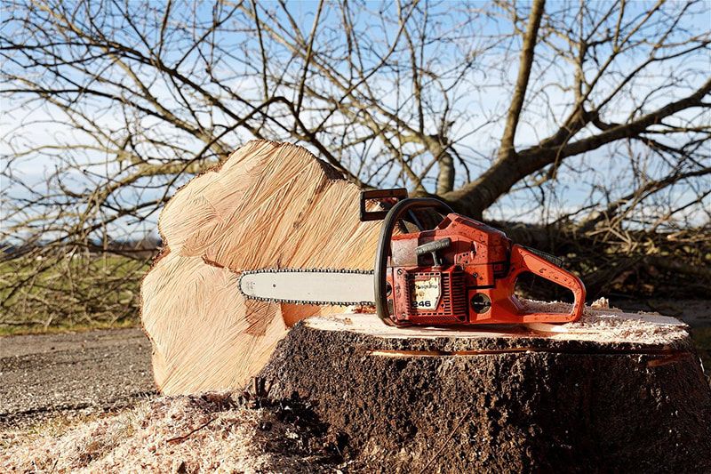 Tree Removal for Randall Gary’s Tree Service in Big Sandy, TX