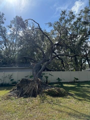 Property Clean-Up for Elevation Tree Service in Holiday, FL