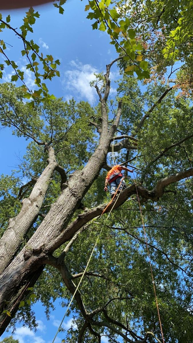 Tree Removal for Branch Out Tree Care LLC in Fredericksburg, VA