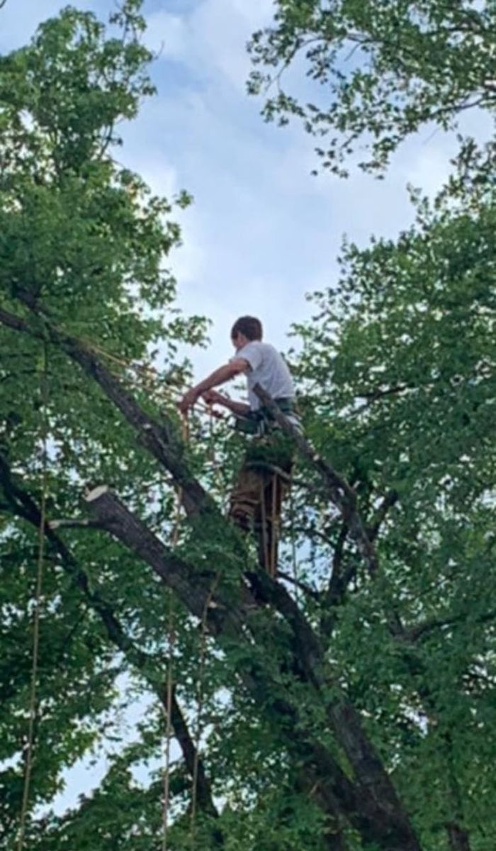 Tree Trimming for Randall Gary’s Tree Service in Big Sandy, TX