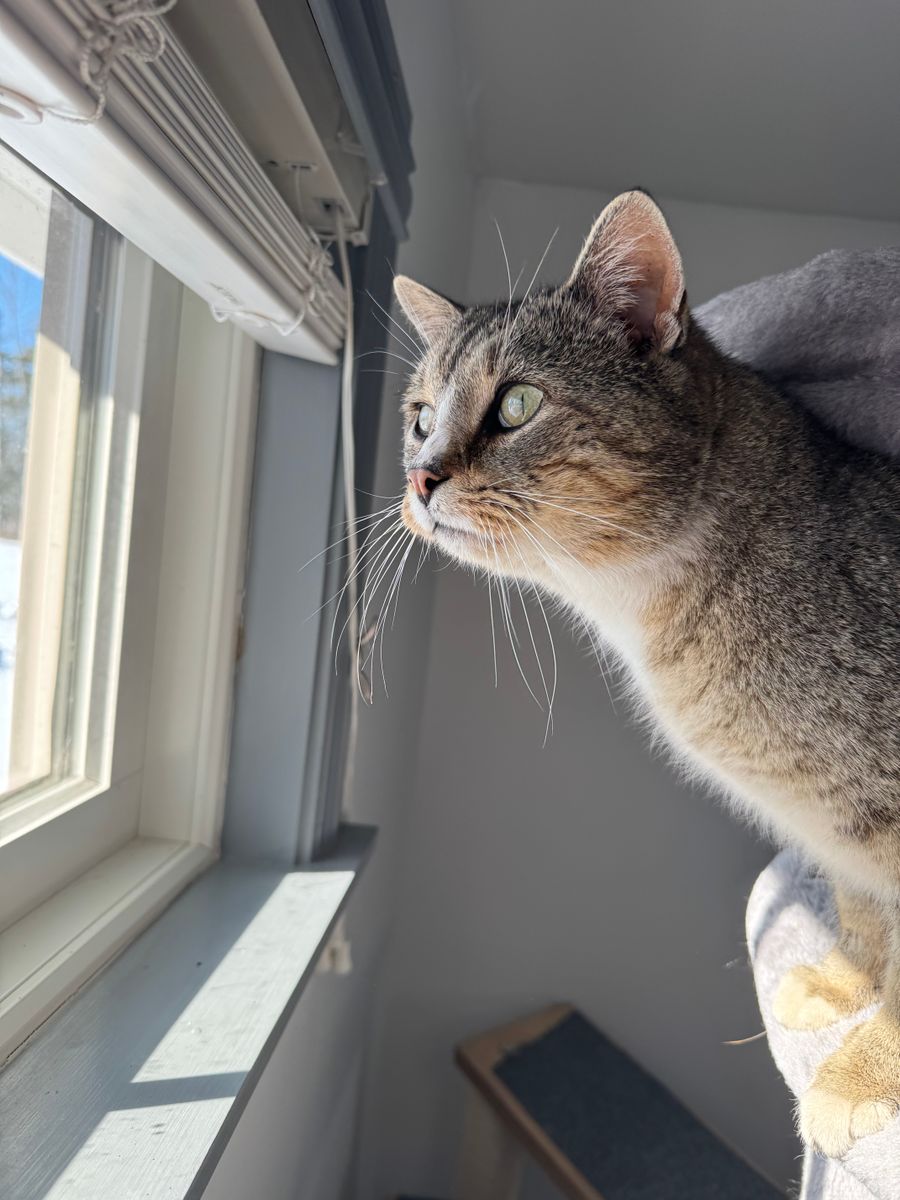 Animal Rescue for Sullivan Sanctuary of Maine in Brunswick, ME