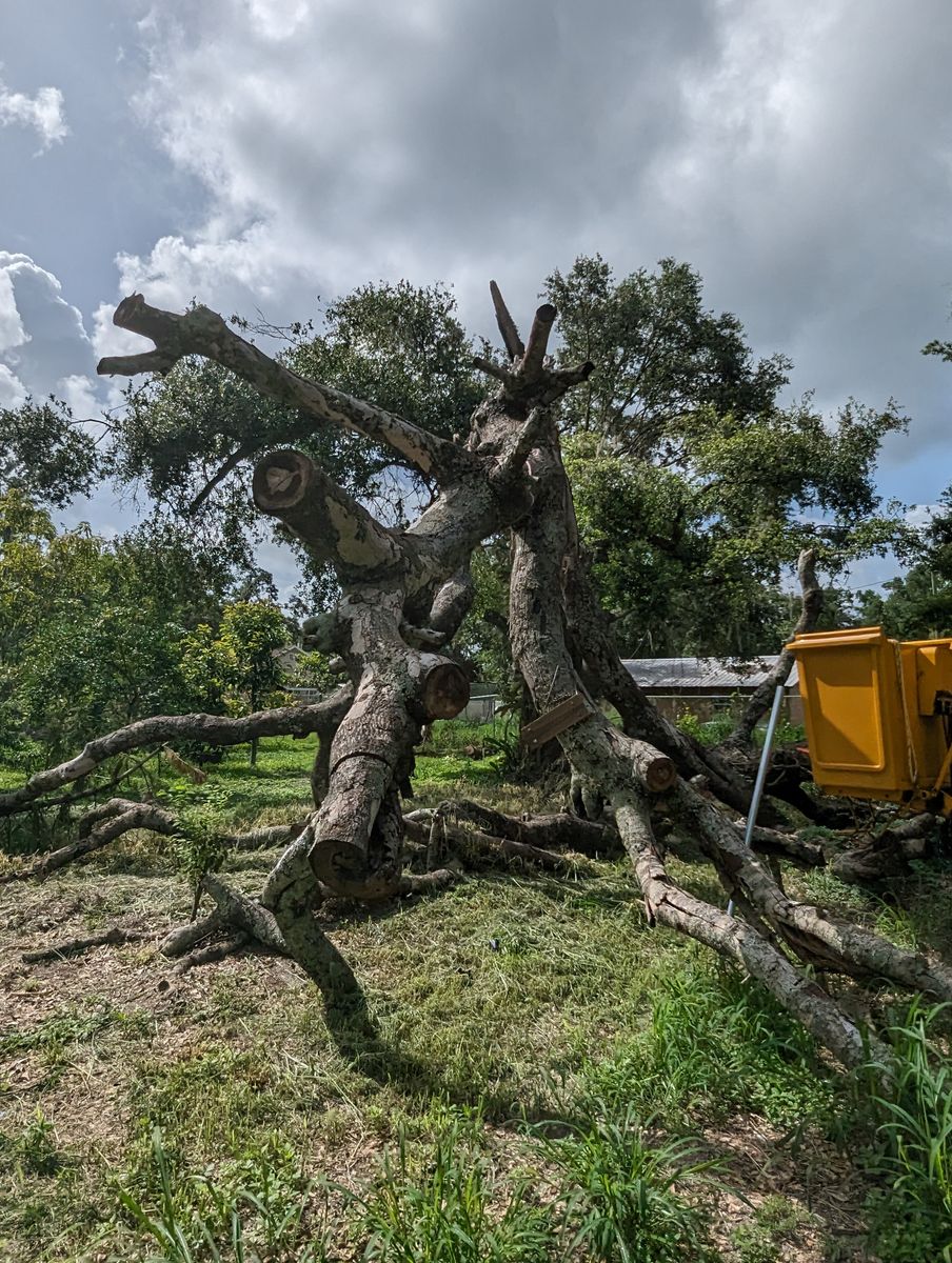 Tree Removal for Regal Tree Service and Stump Grinding in Wauchula, FL