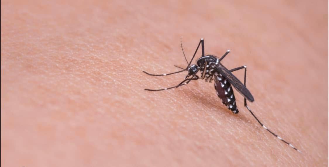 Mosquito Control for All-In Pest Control & Home Solutions in Worthington, IN