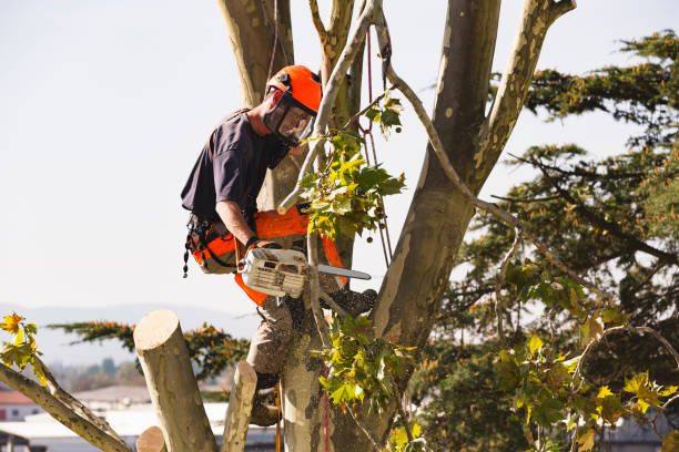 Tree Trimming for Huntsville Tree Service in Huntsville, AL