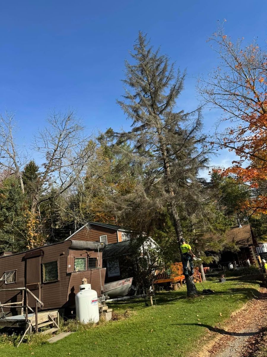 Tree Trimming for Sterlings Tree Removal in Cobleskill, New York