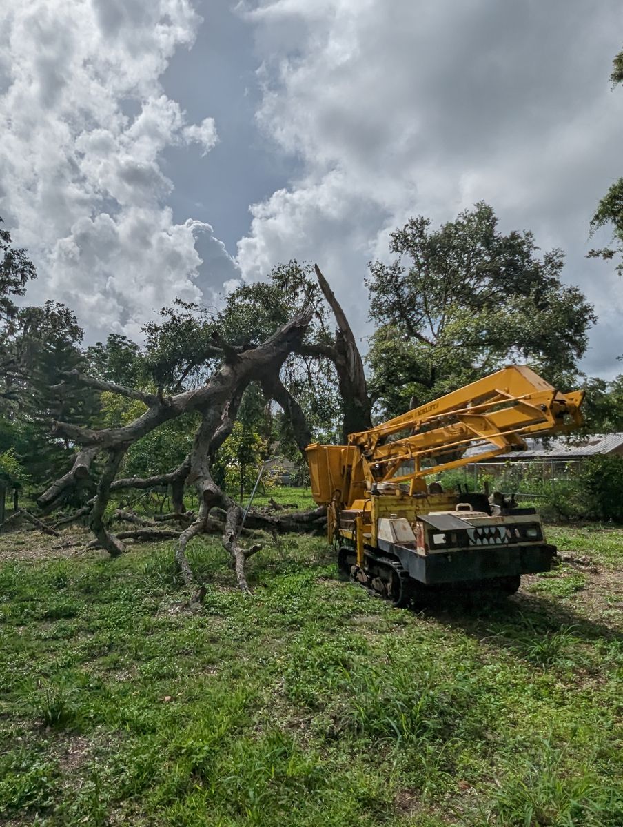 Tree Removal for Regal Tree Service and Stump Grinding in Wauchula, FL