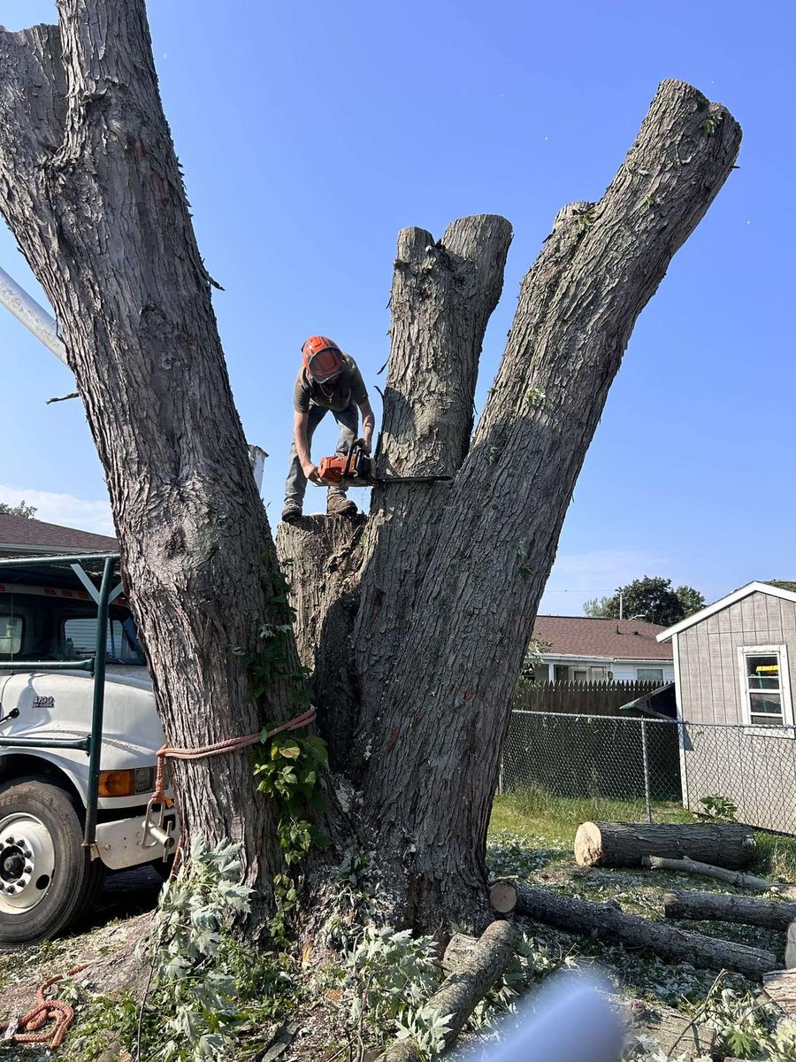 Tree Removal for Lovenguth Logging and Tree Service in West Monroe, NY