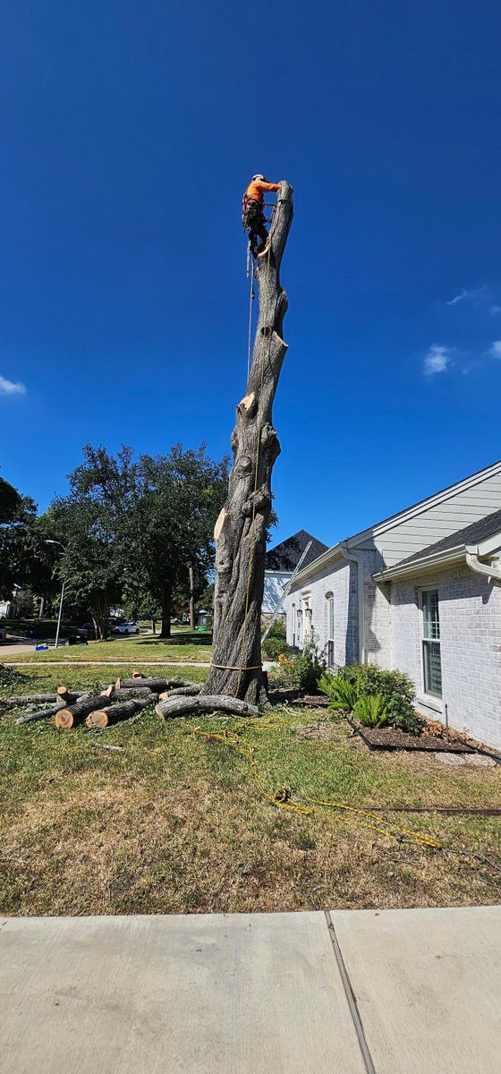 Tree Removal for Servin's Tree Care  in Houston, TX