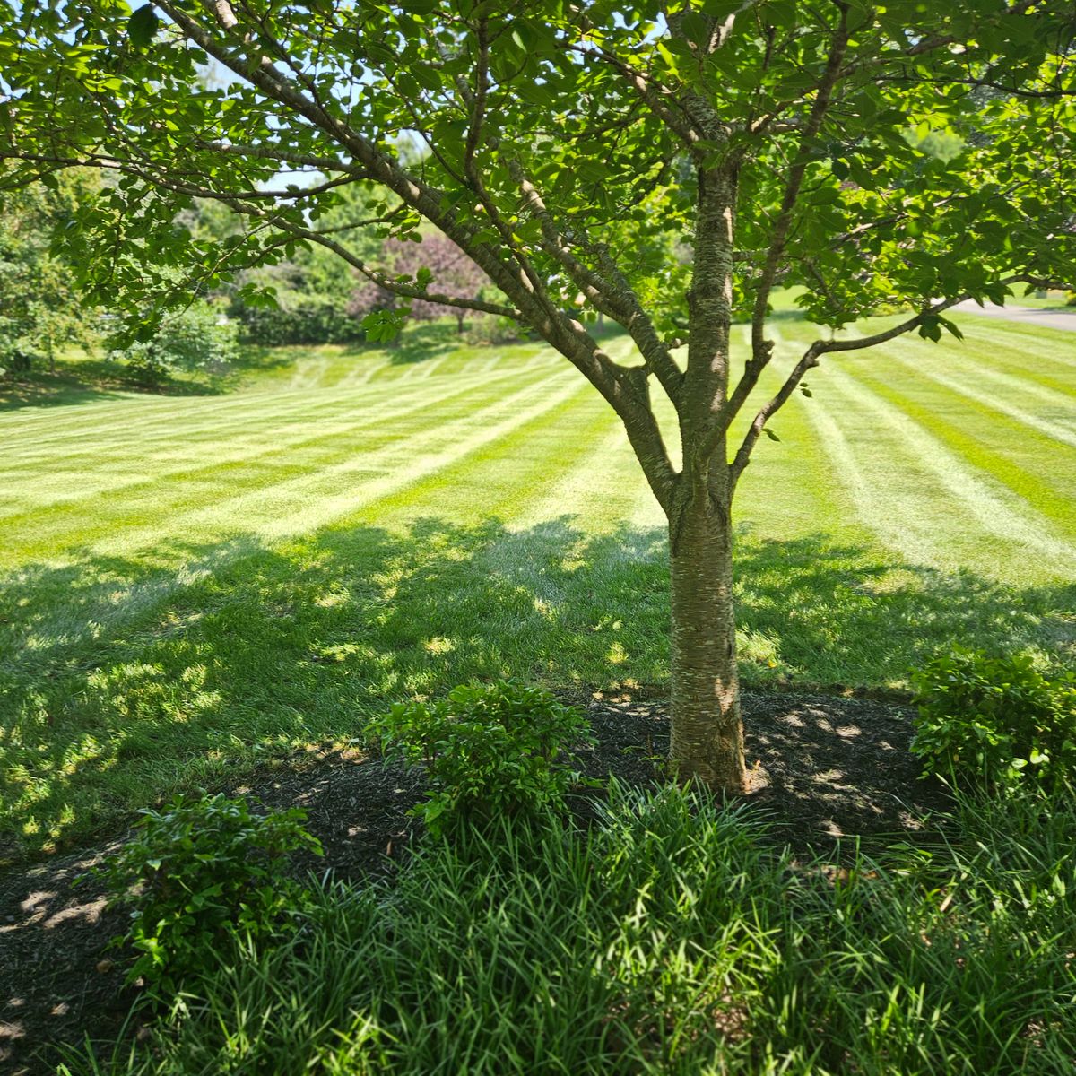 Tree & Shrub Care for Sam I AM Property Solutions in Sunderland, MD