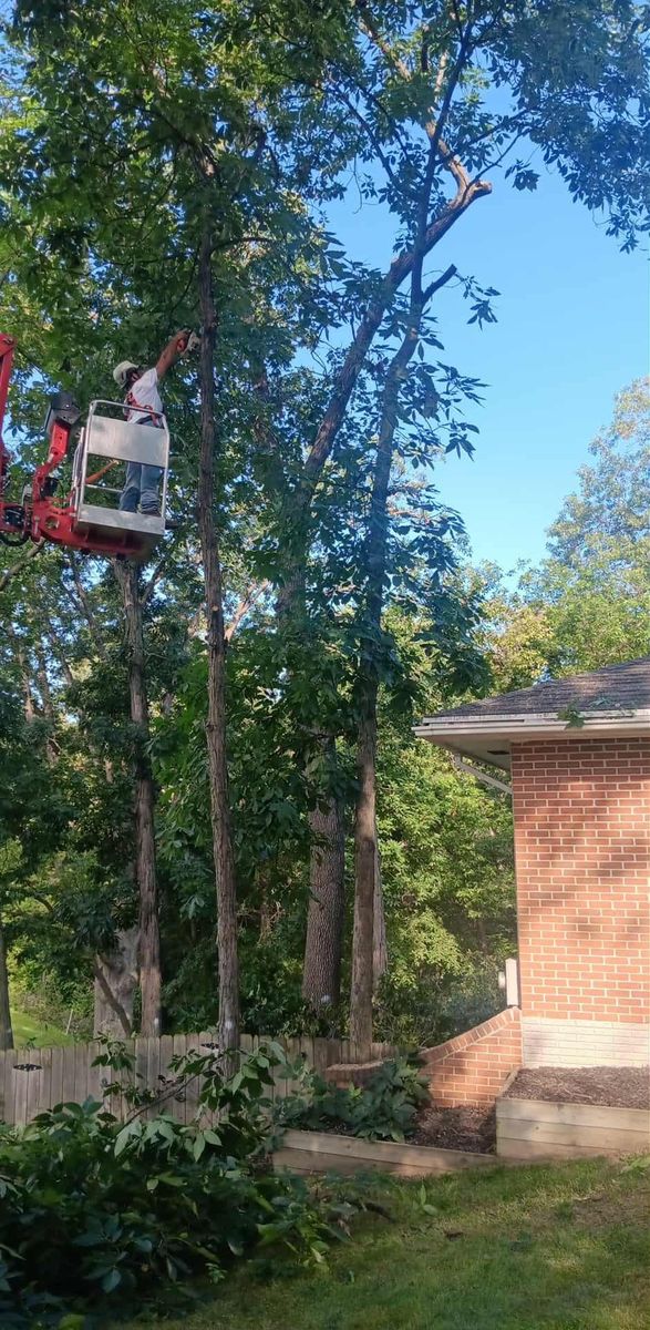 Tree Removal for Lawn Ranger Yard And Tree Service LLC in Ottumwa, IA