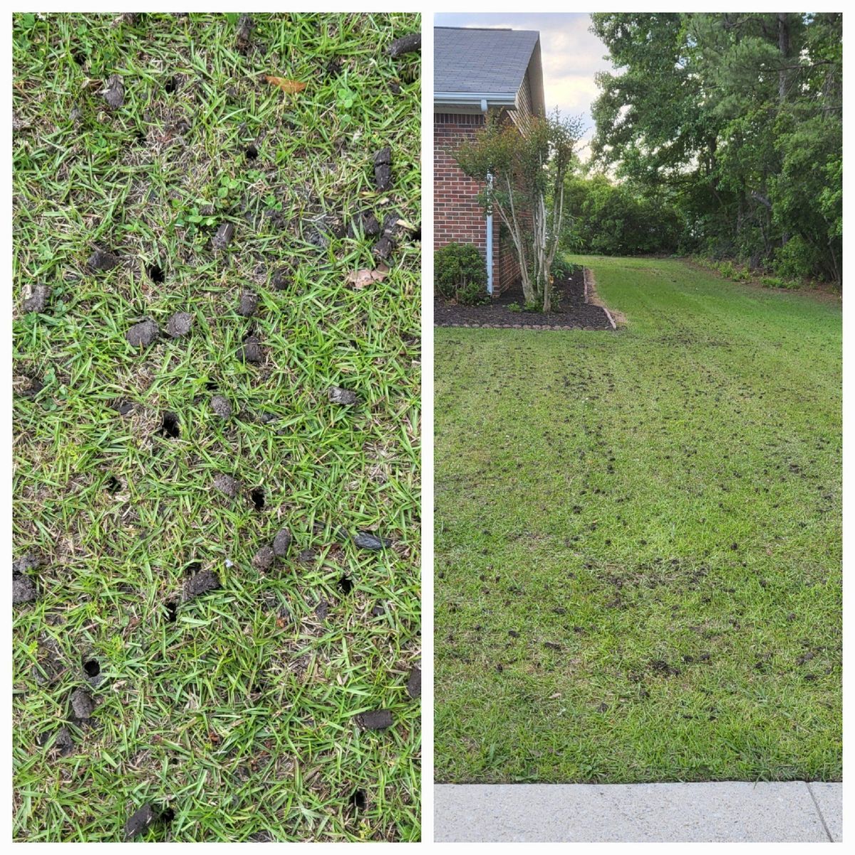 Aeration/Plugging/Thatching for Heroy's Lawn Services in Jacksonville, North Carolina