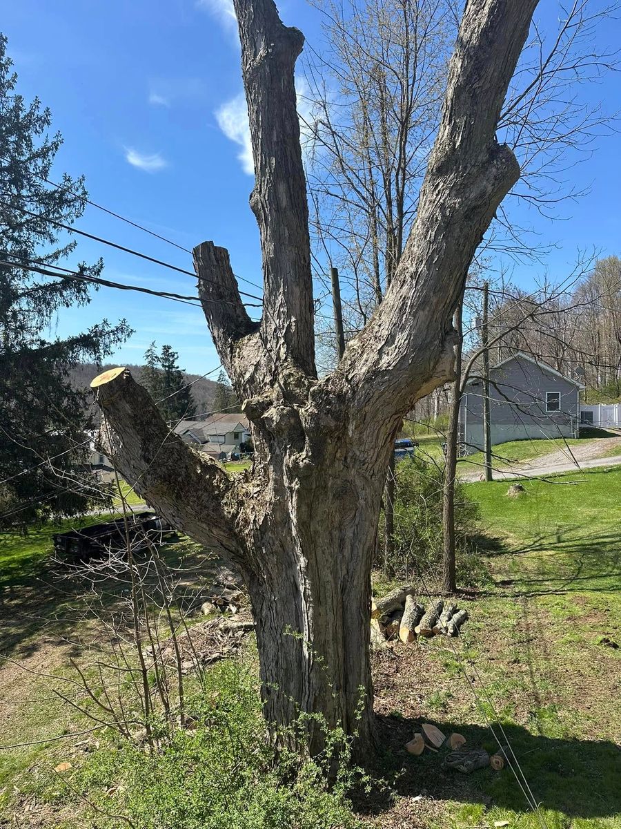 Tree Trimming for All American Tree Services LLC in Dallas, PA