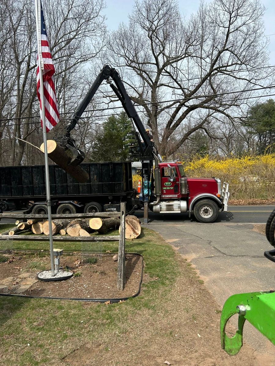 Tree Removal for DC TREE in Vernon, CT