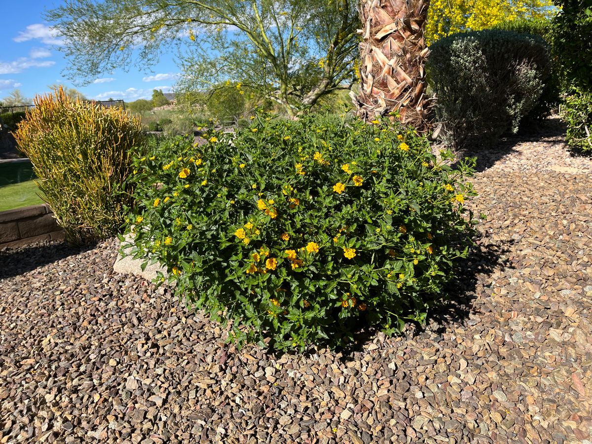 Residential Landscaping for Grand Canyon State Landscape Inc. in Surprise, AZ