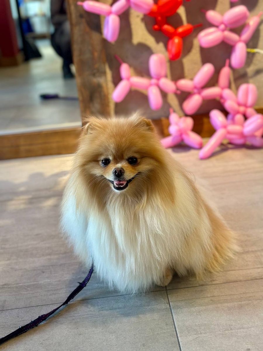 Playing for Good Boys LLC in Irondequoit, NY