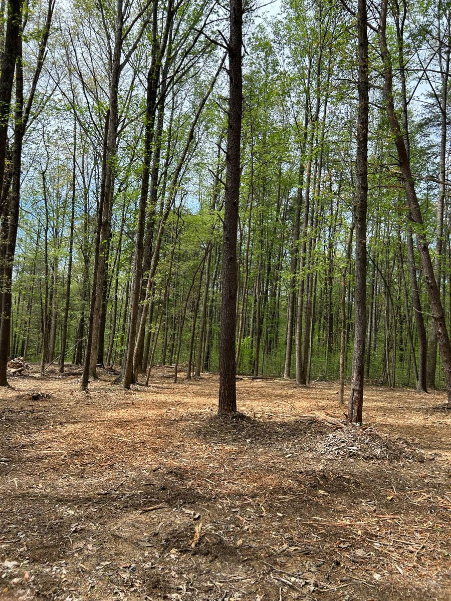 Land Clearing for Z's Land Management & Forestry Mulching in Smithville, TN
