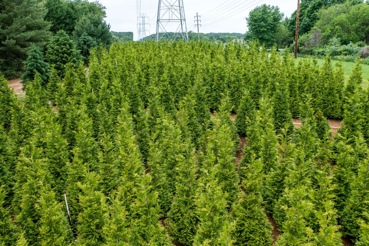 Green Giant Nursery for  in Morristown, NJ
